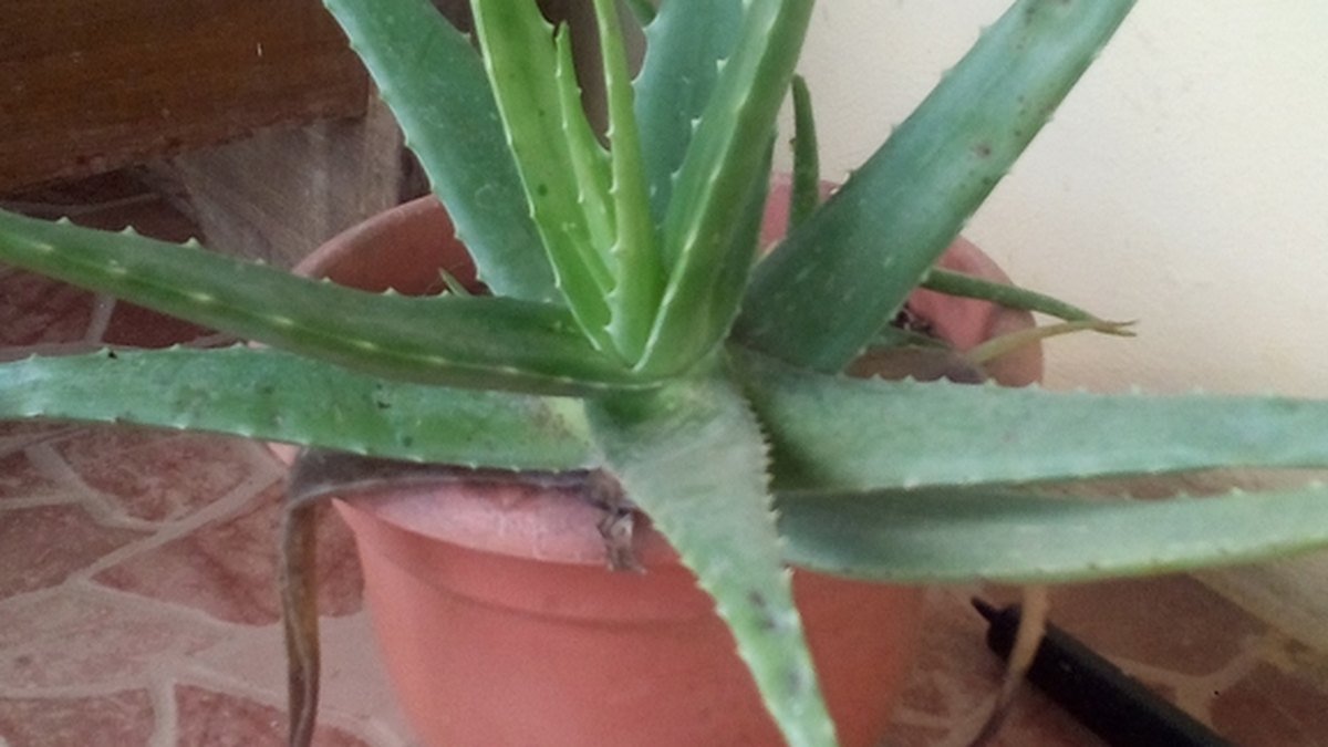 A real potted aloe vera plant with thick green succulent leaves