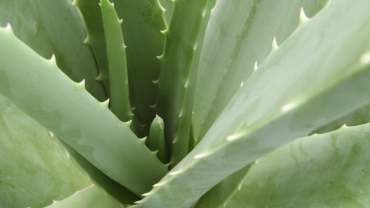Real close-up photo of aloe vera leaves with toothed margins