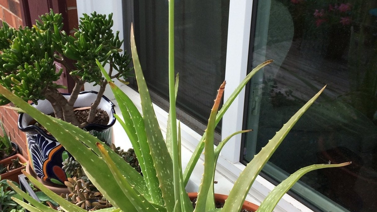 Real photo of a potted aloe vera plant with a central flower stalk