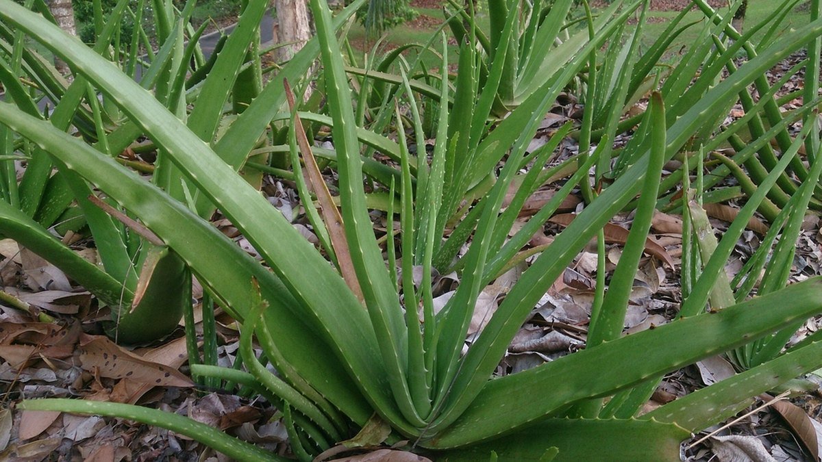 Real photo of aloe vera plants growing in upright green rosettes