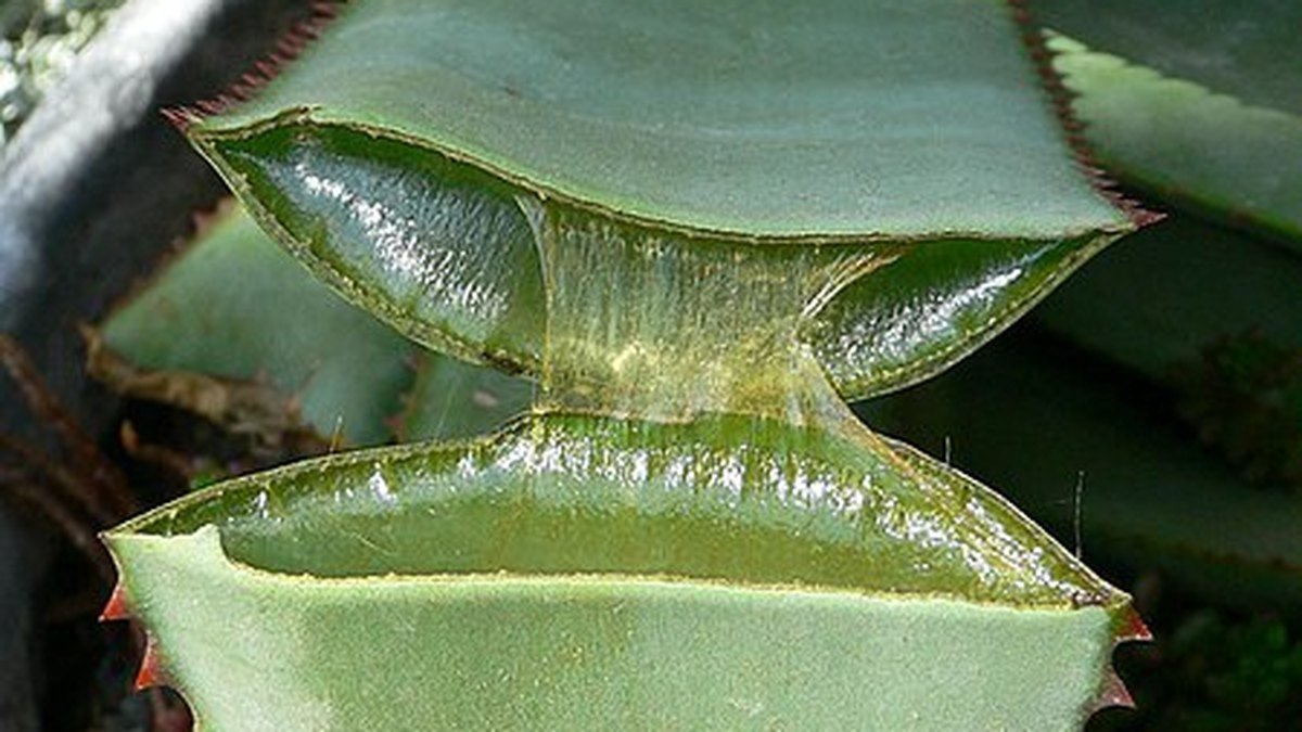Real photo of a split aloe vera leaf showing clear inner gel