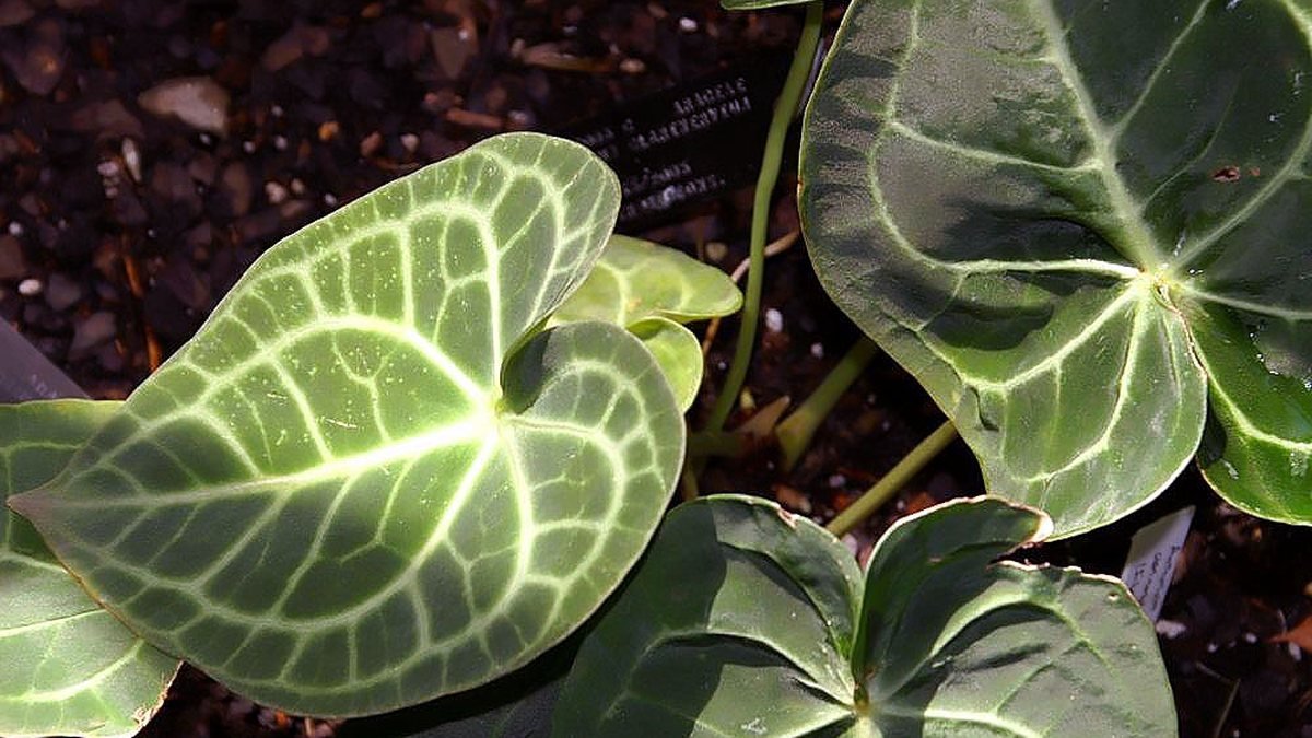 A real Anthurium clarinervium plant with dark heart-shaped leaves and white veins
