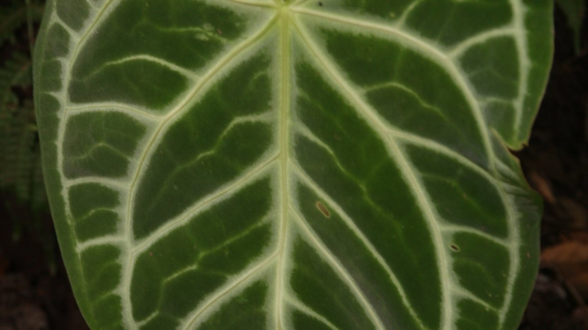 A real Anthurium crystallinum leaf with pale veins on dark green velvet foliage