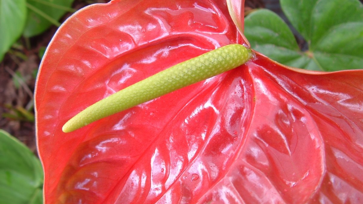 A real red anthurium flamingo flower with a glossy spathe and pale spadix