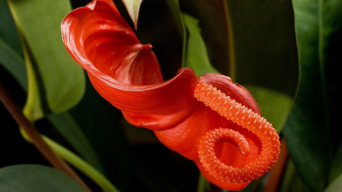 A real Anthurium scherzerianum with red spathe and curled orange spadix