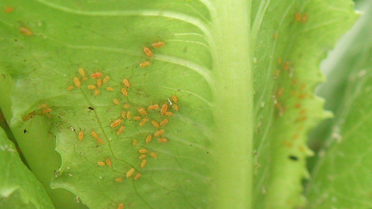 Real aphids clustered on the underside of a green lettuce leaf