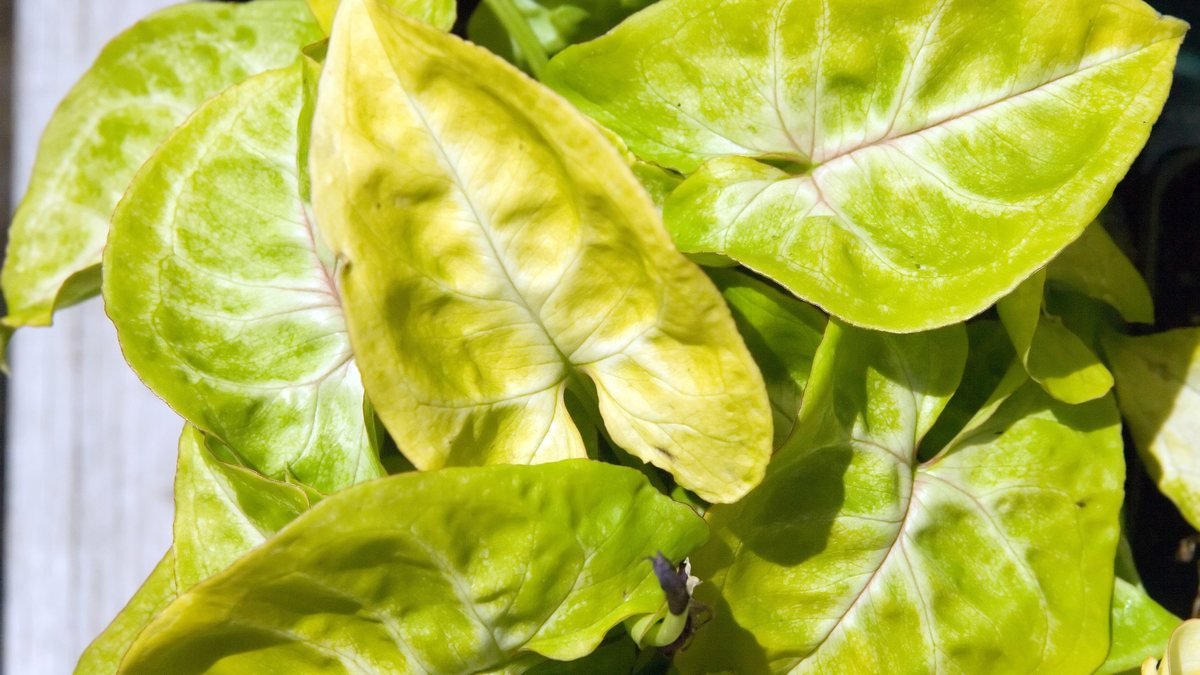 A real Golden syngonium with yellow green leaves