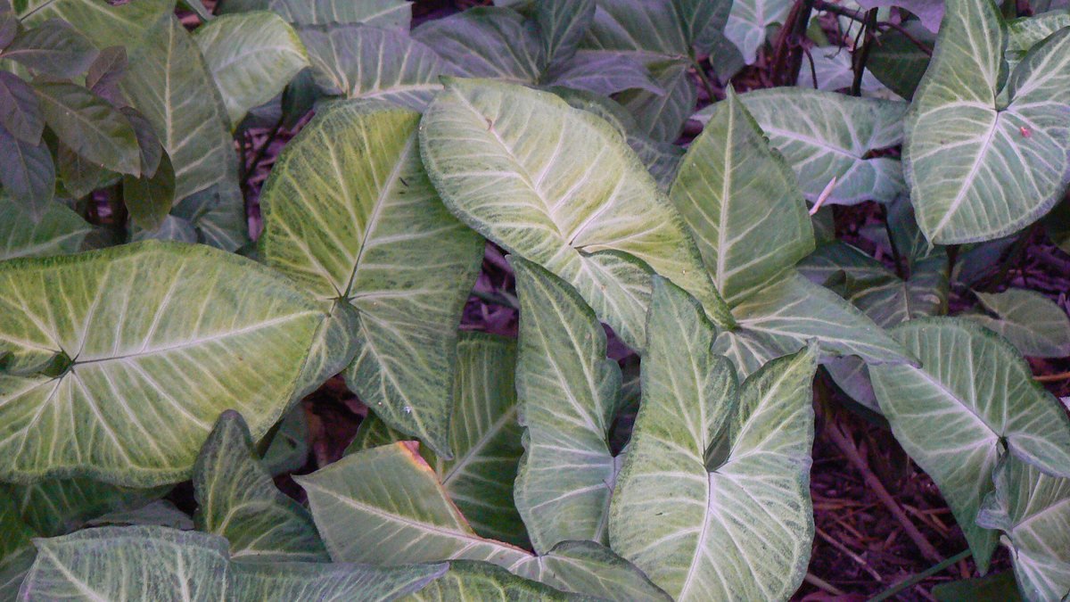 A real Imperial White syngonium with pale cream and green leaves