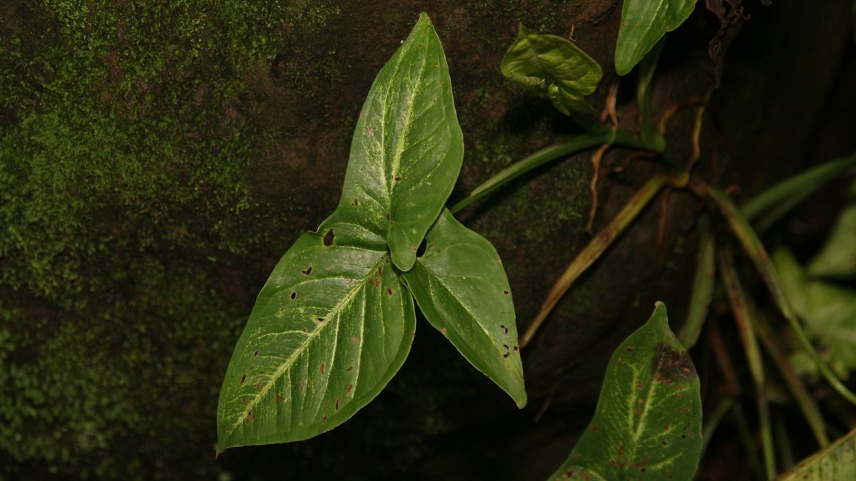 A real mature arrowhead plant stem with green leaves growing against a tree