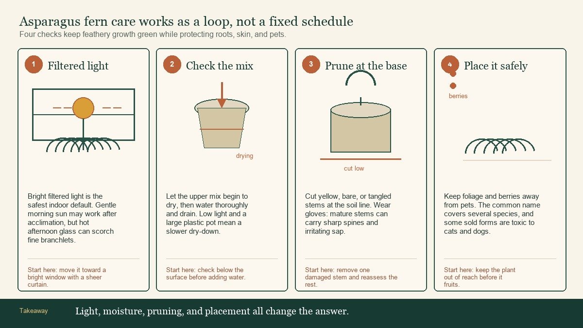 Four-panel asparagus fern care diagram showing filtered light, moisture checks, pruning at the soil line, and pet safety