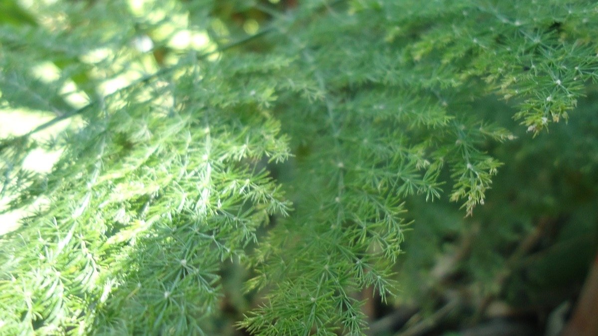 Real asparagus fern foliage with fine feathery green branchlets