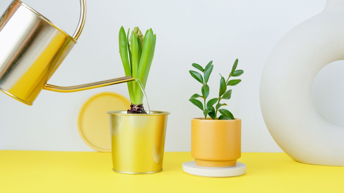 Real houseplants beside a watering can before a trip