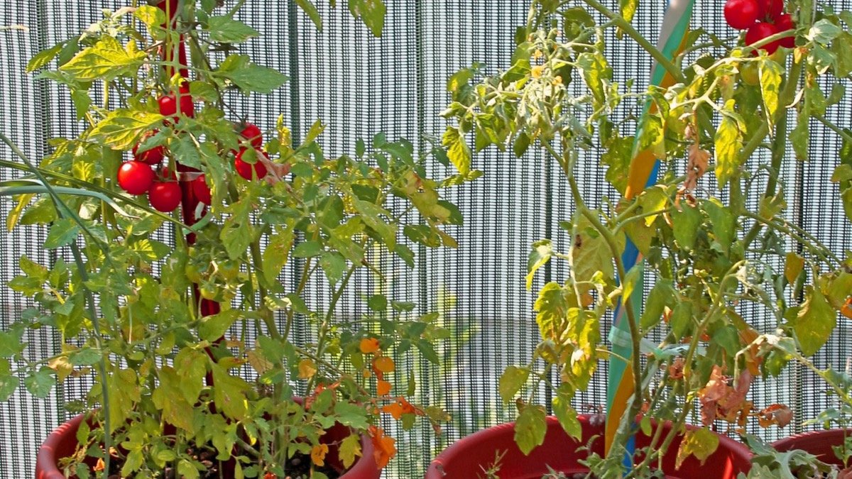 Real tomato plants growing in red pots on an apartment terrace