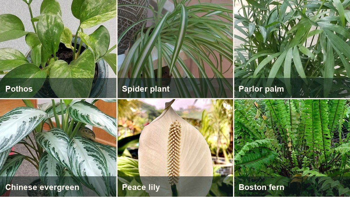 A real-photo collage of bathroom-suitable houseplants including pothos, spider plant, parlor palm, Chinese evergreen, peace lily, and Boston fern