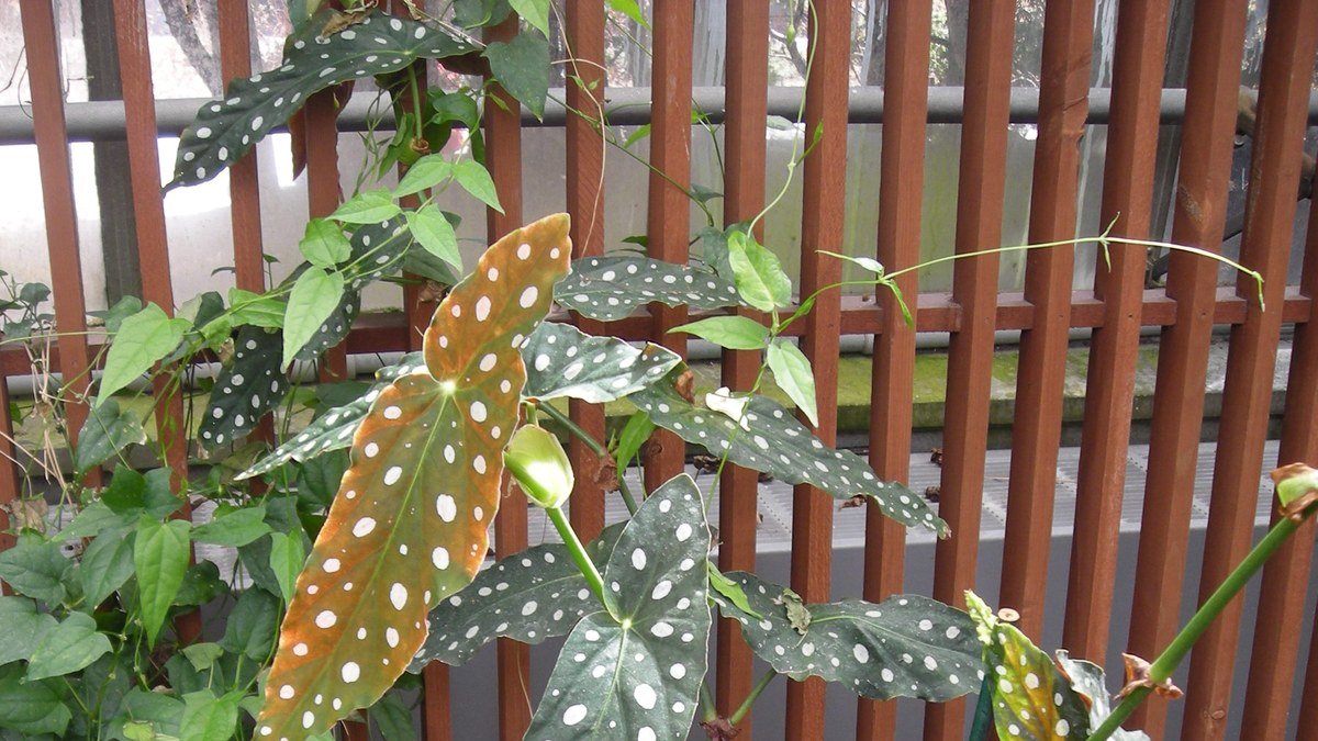 Real Begonia maculata with spotted leaves and pink flowers