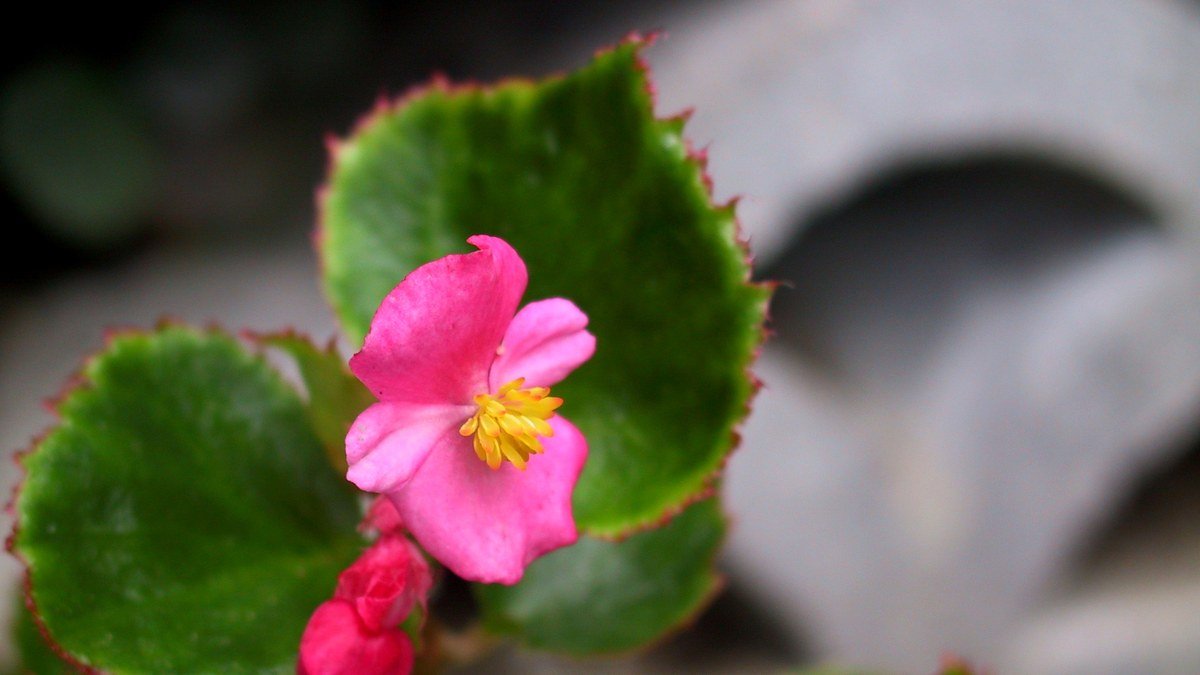 Real pink wax begonia flower with rounded green leaves