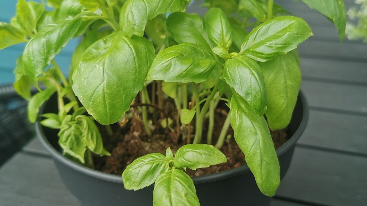 A real potted basil plant growing outdoors
