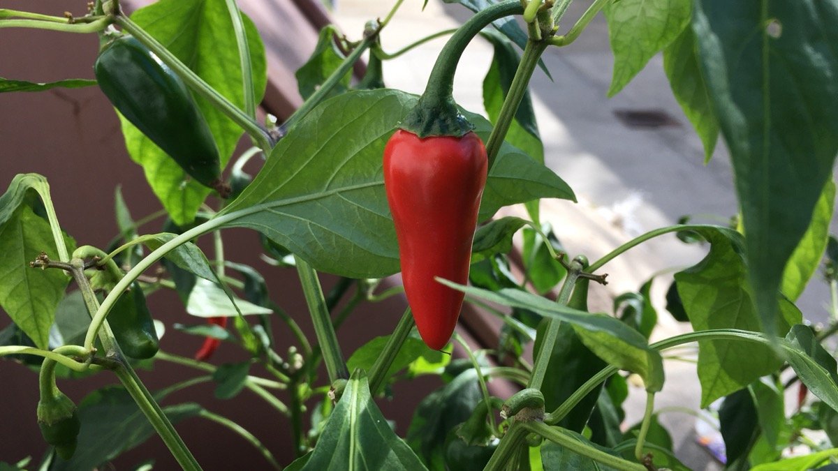 A real cayenne pepper growing on a container plant