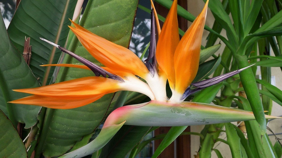 A real orange and blue bird of paradise flower with large green leaves