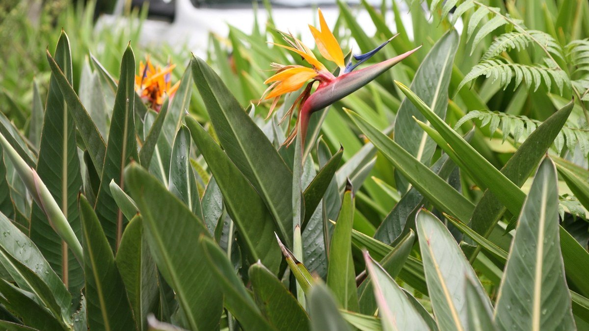 A real bird of paradise plant showing broad upright leaves and orange flowers