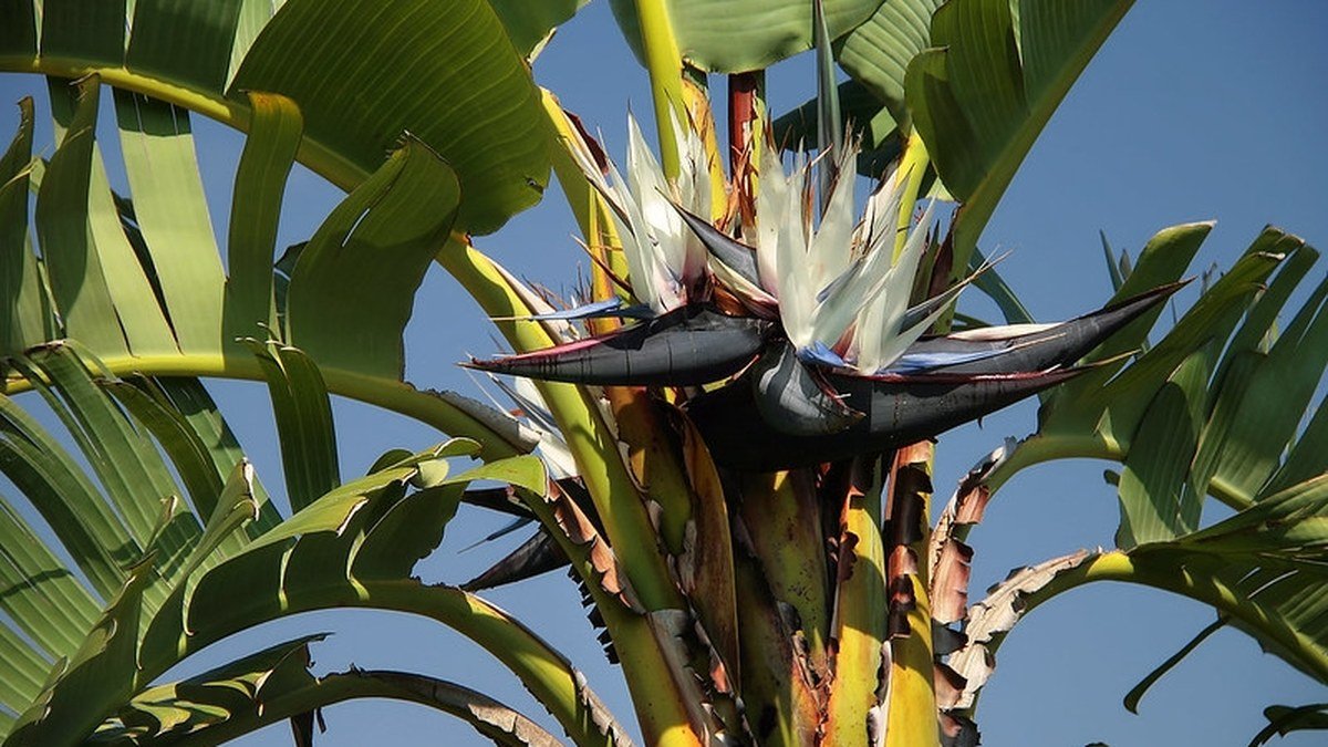 A real white bird of paradise plant with white and blue flowers and large leaves