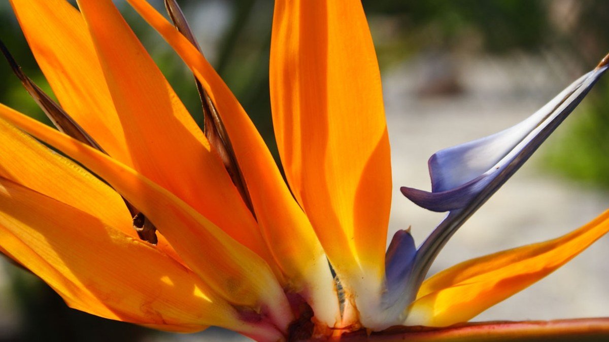 A real close-up of an orange and blue Strelitzia reginae flower