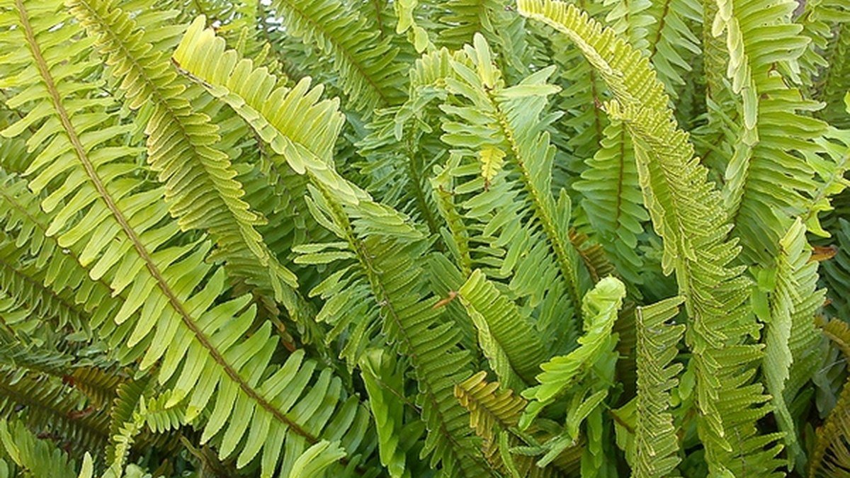 Real Boston fern fronds showing close green leaflets