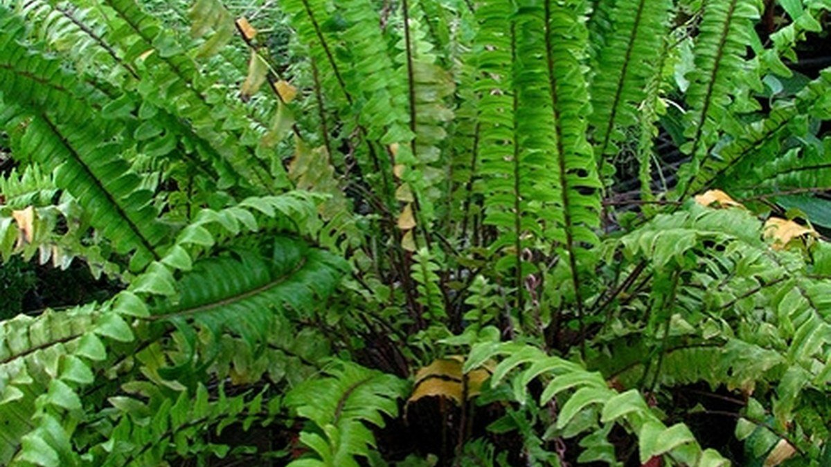 A real Boston fern with dense green arching fronds