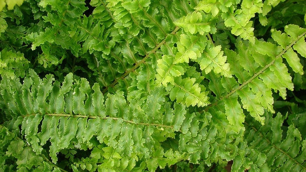 A real Ruffles Boston fern form with textured green fronds