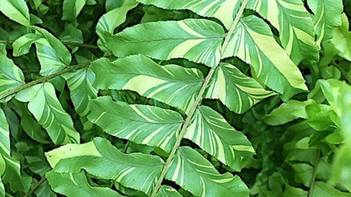 A real variegated Tiger Boston fern form with patterned fronds
