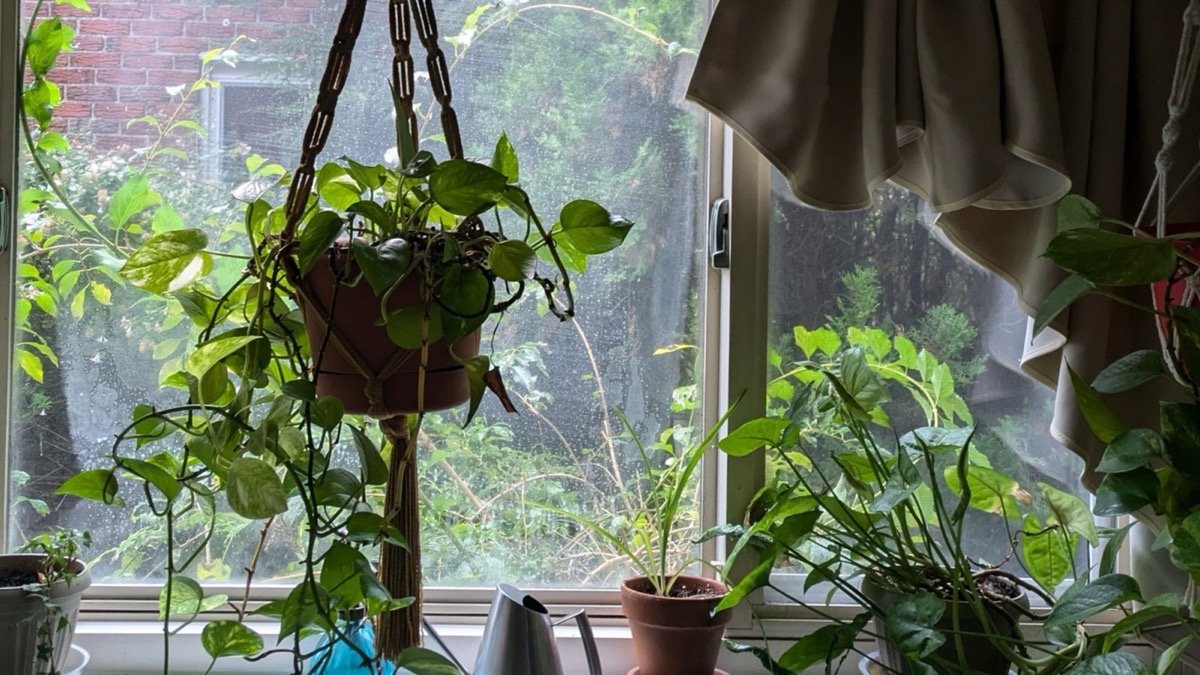 Real houseplants growing in bright window light behind glass