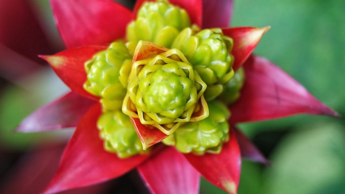Real Guzmania lingulata bromeliad flower