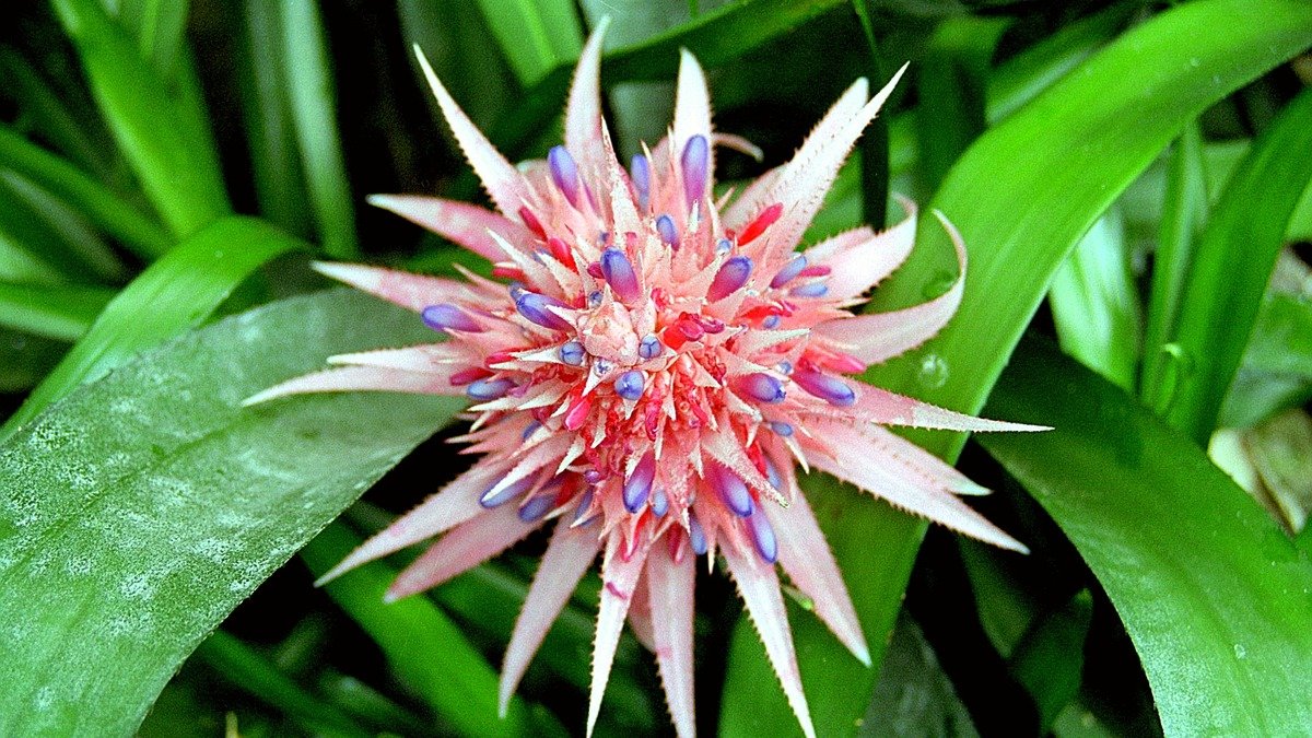 Real Aechmea fasciata bromeliad flower above green foliage