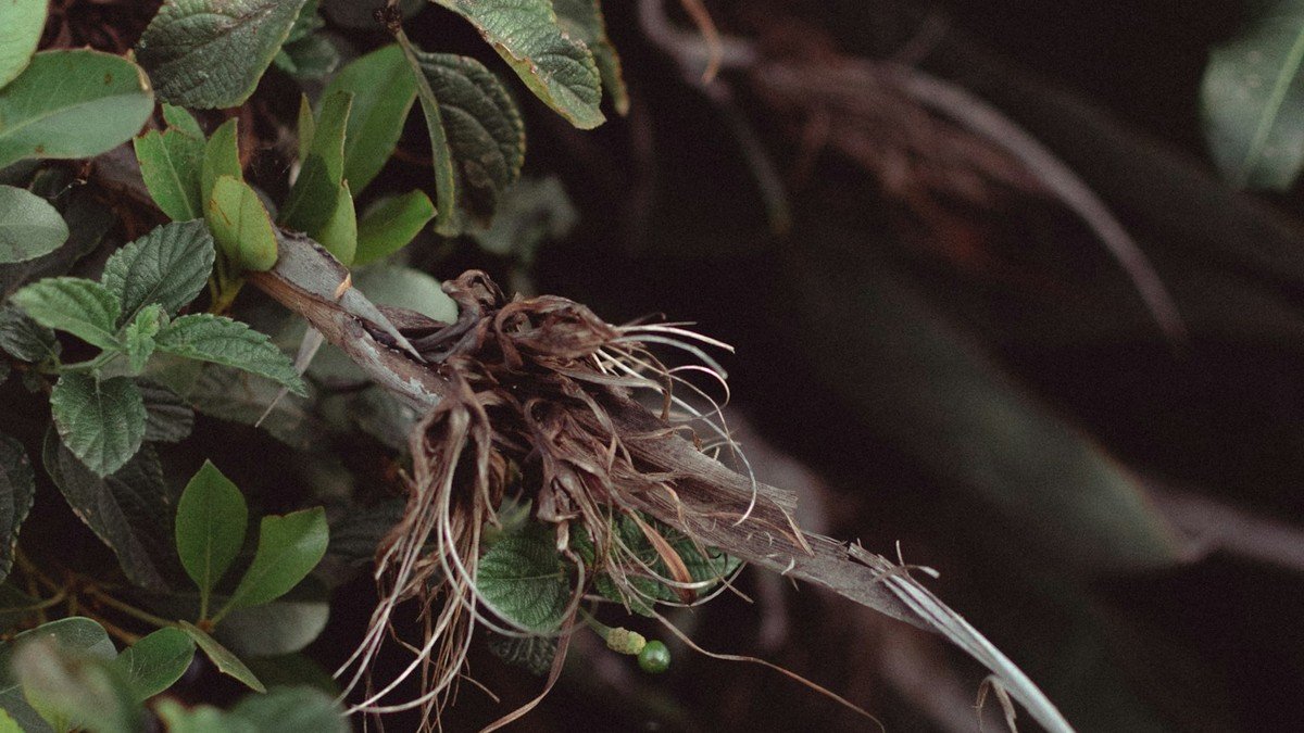 Real green-leaved plant with exposed brown and pale roots