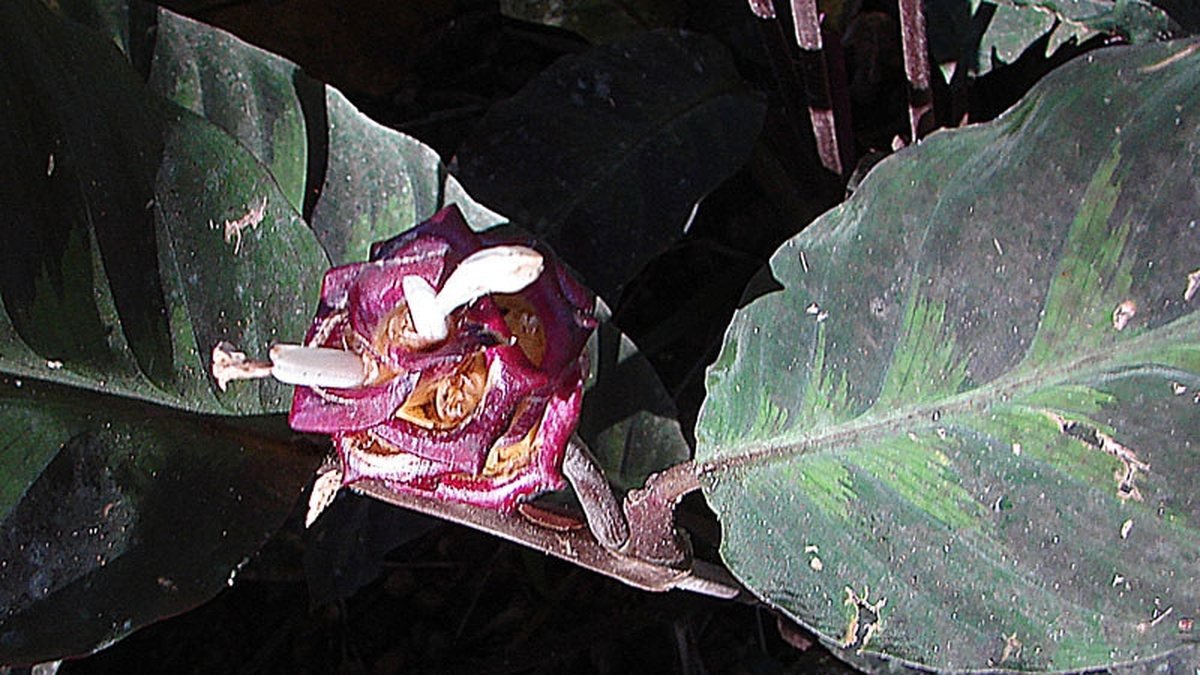 Real photo of jungle velvet Calathea foliage and white bracts