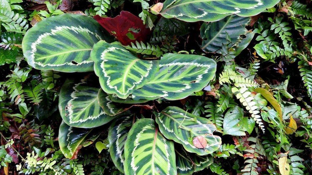Real photo of medallion Calathea with rounded patterned leaves