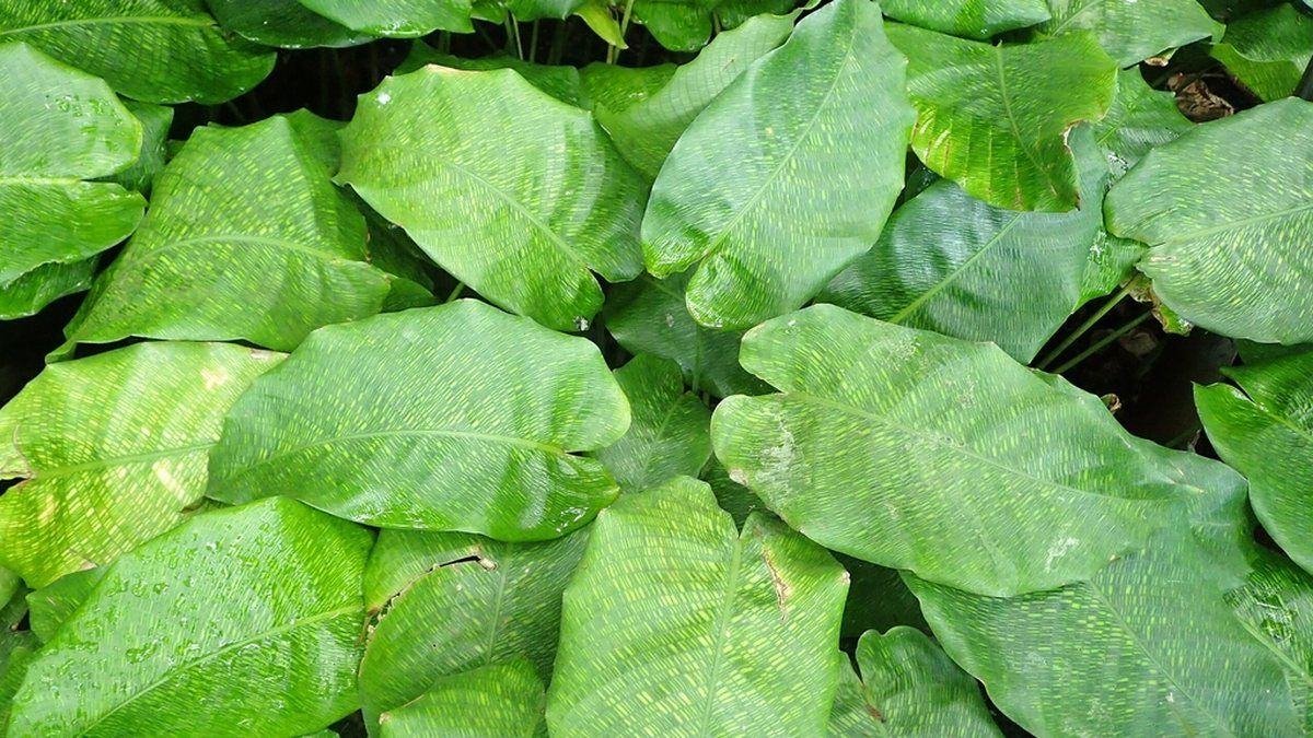 Real close-up photo of network Calathea leaves with fine green mosaic pattern