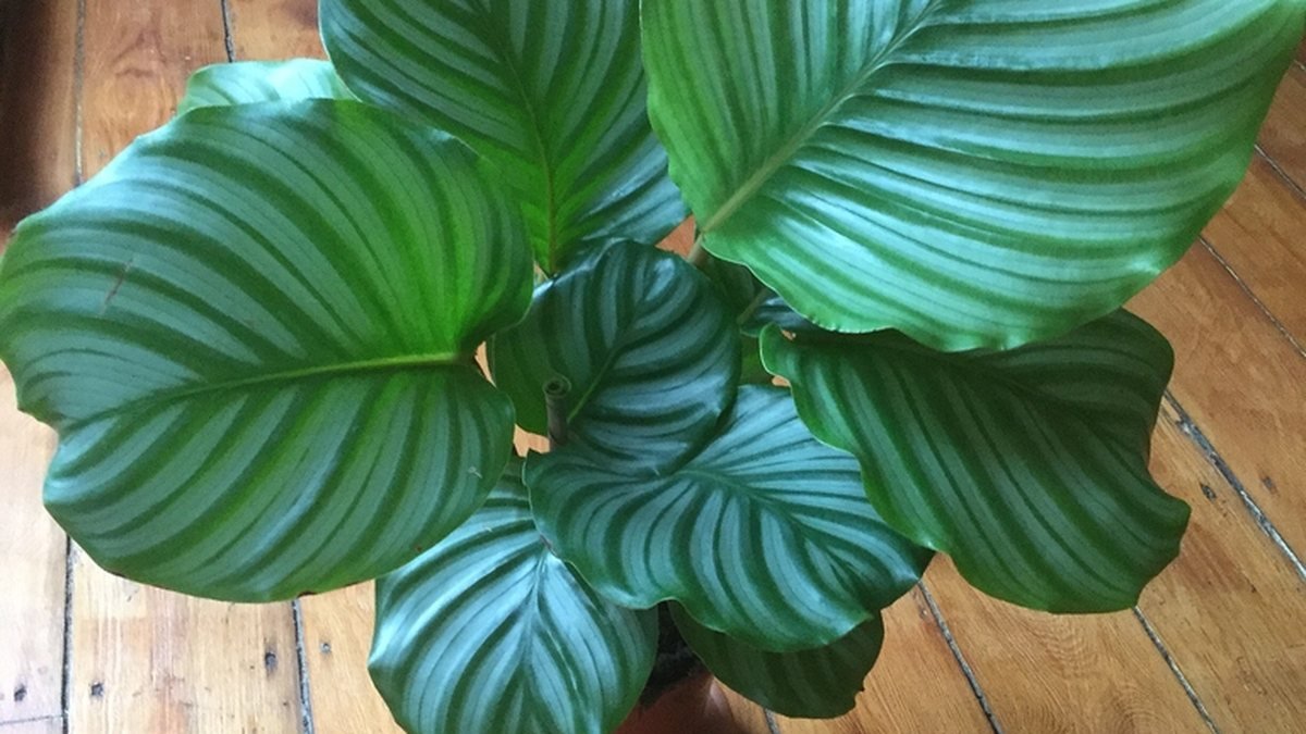 Real photo of Calathea orbifolia with round silver-green striped leaves