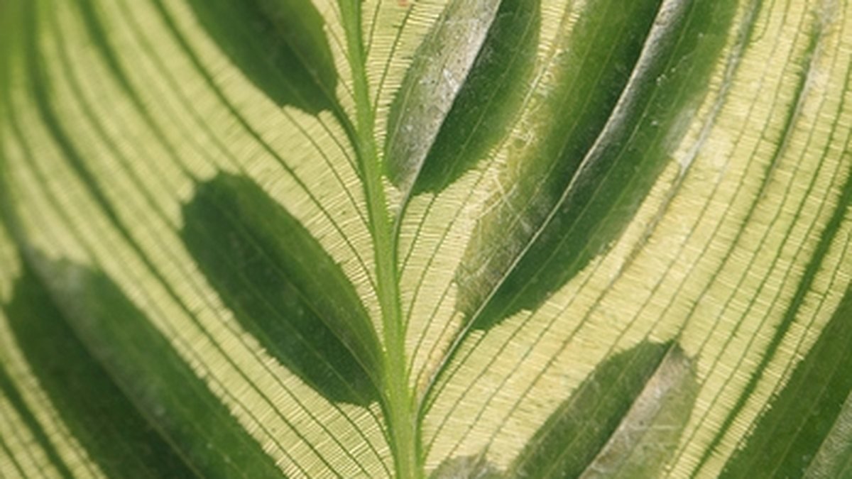 Real close-up photo of peacock Calathea leaf markings