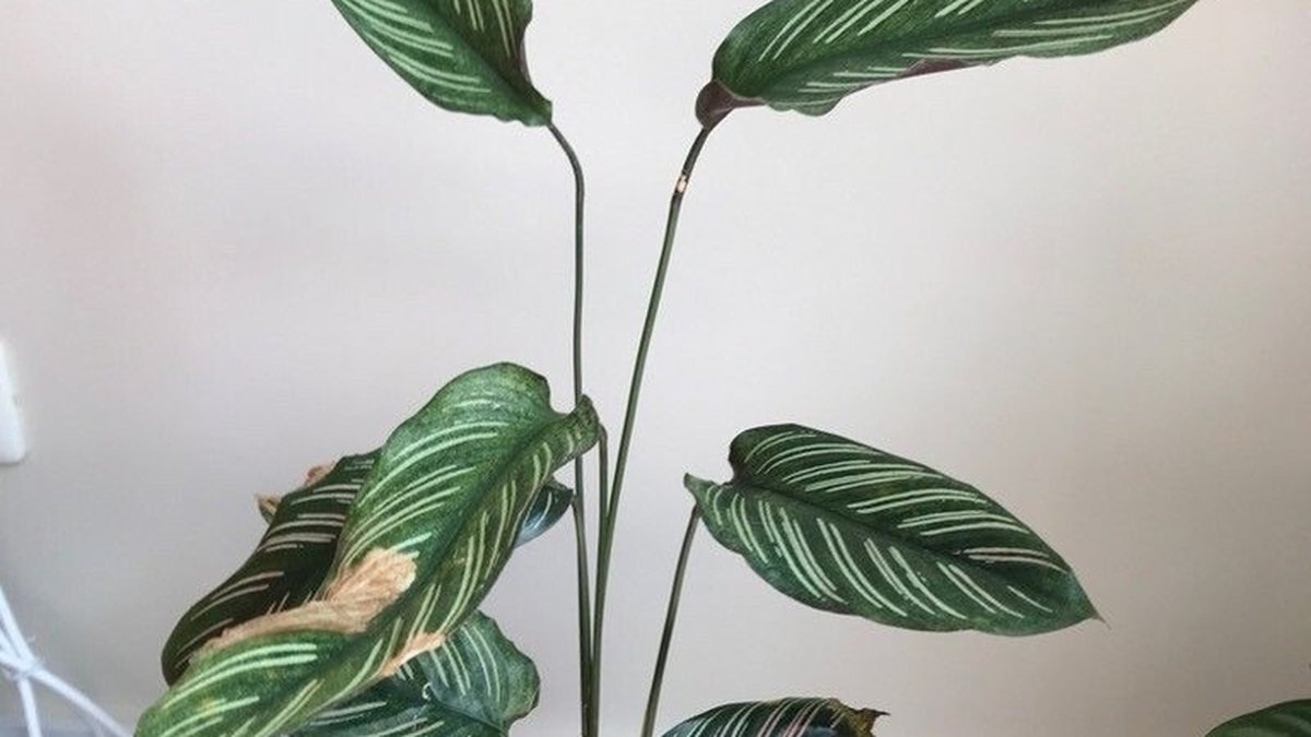 Real photo of pinstripe Calathea in a pot with striped leaves