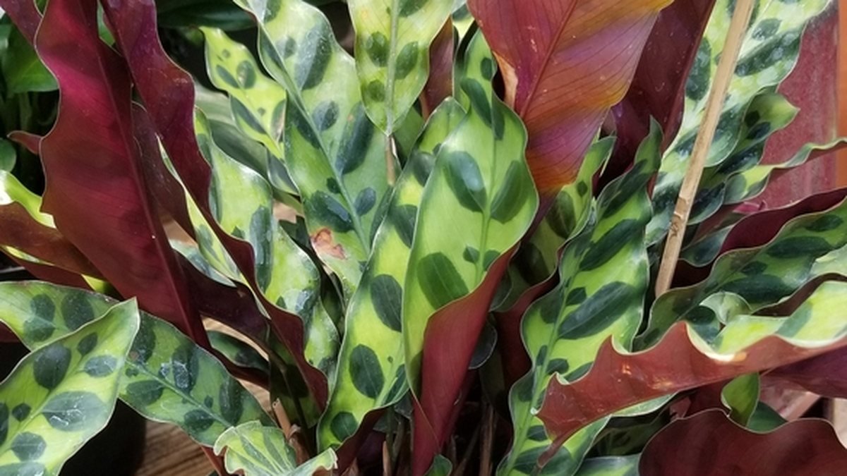 Real photo of rattlesnake Calathea with long wavy patterned leaves