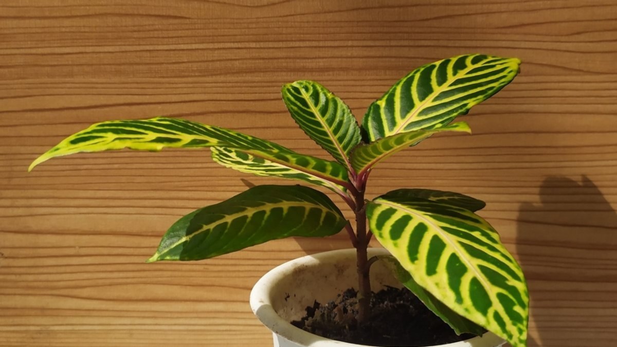 Real photo of zebra Calathea in a pot with velvety striped leaves