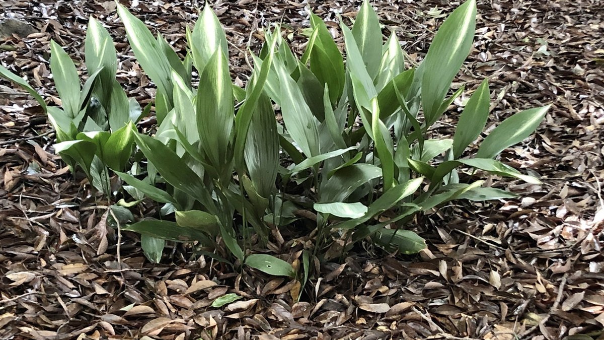 A real Aspidistra elatior Asahi cast iron plant with pale-tipped leaves