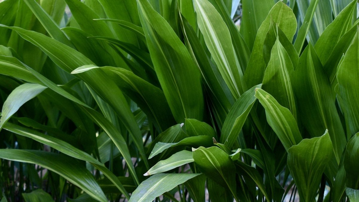 A real cast iron plant with dense green upright leaves growing in shade