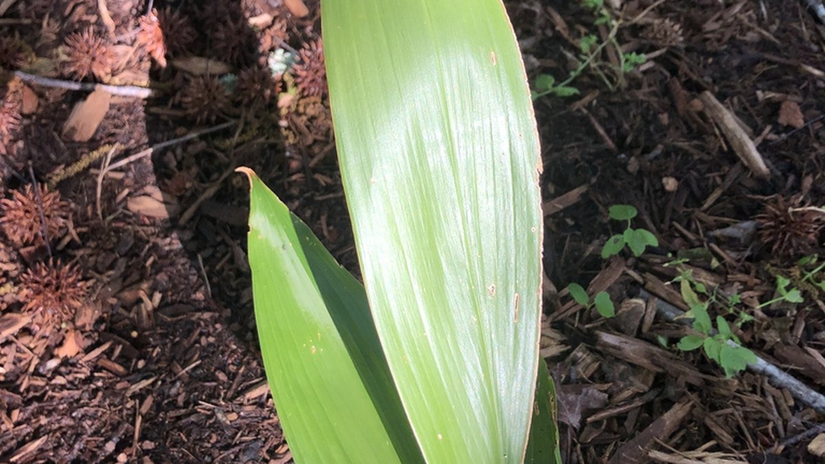 A real green cast iron plant leaf with strong parallel veins