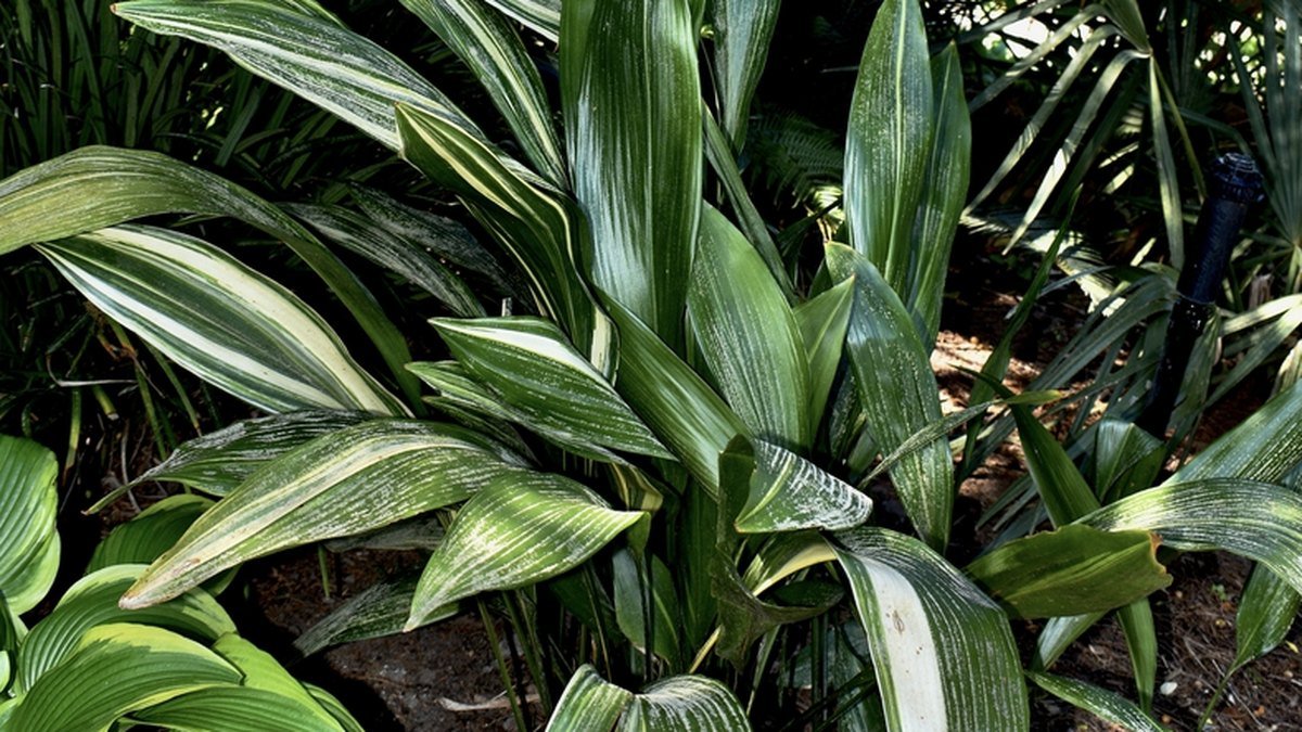 A real Okame variegated cast iron plant with cream streaked leaves