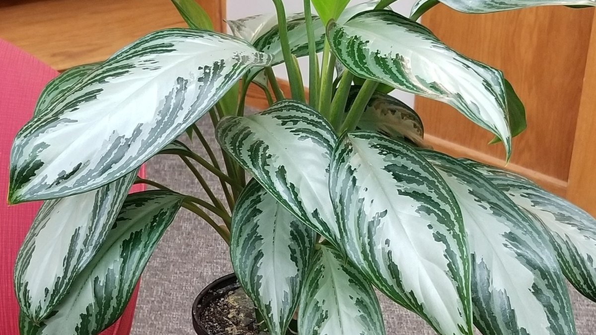 A real Chinese evergreen with silver and green variegated leaves