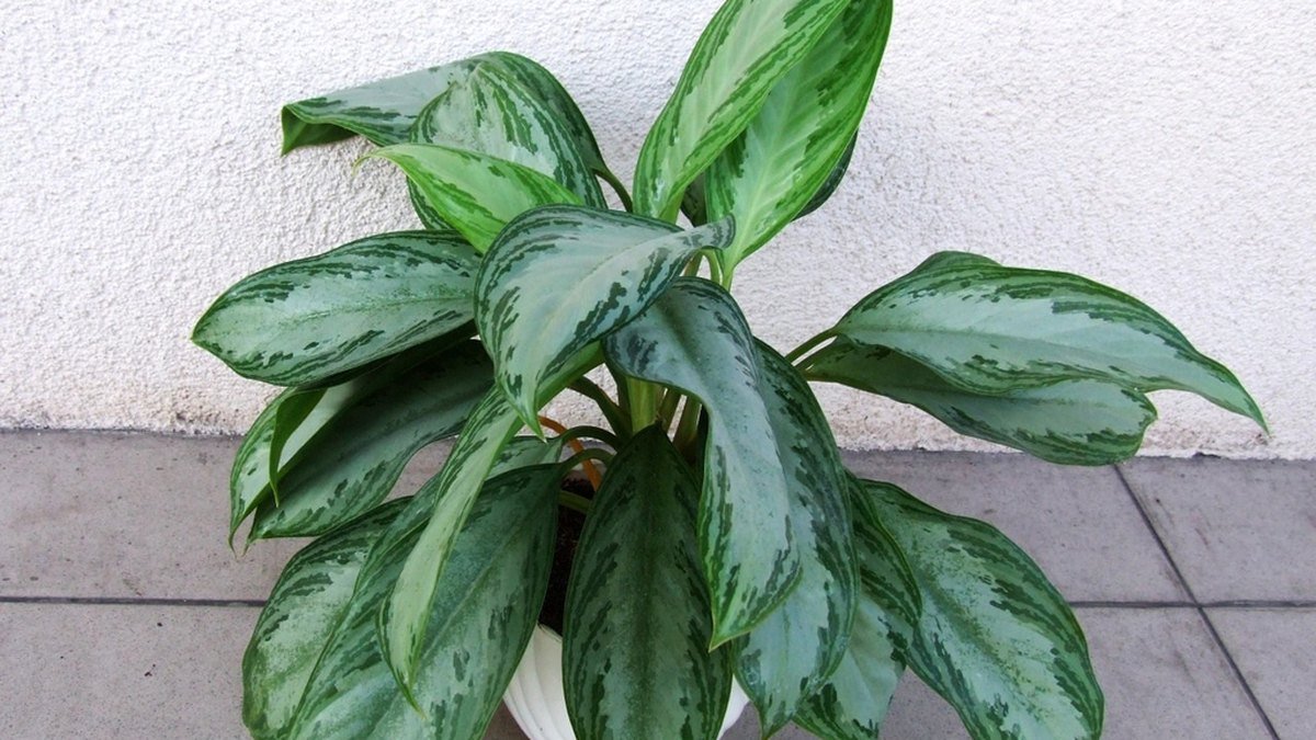 Real photo of Aglaonema commutatum with silver-green leaves