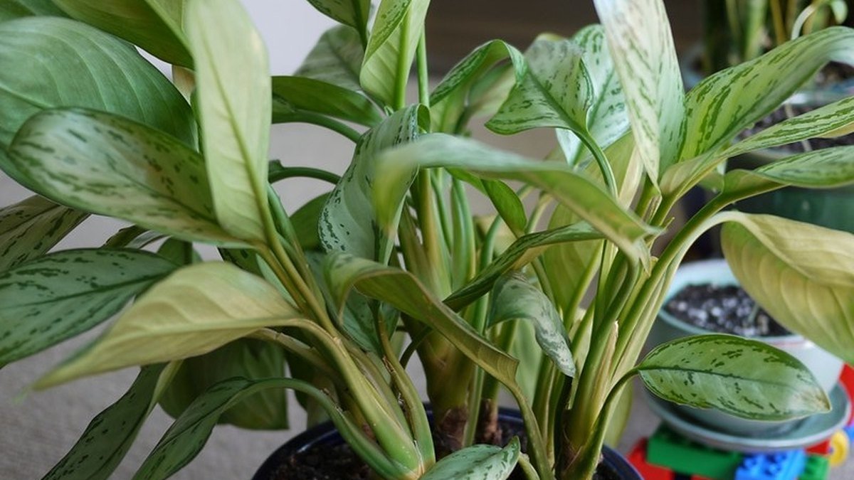 Real photo of a potted Aglaonema modestum with variegated foliage