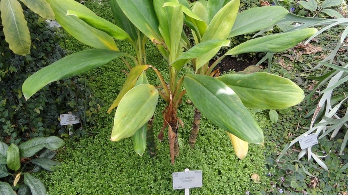 Real photo of Aglaonema nitidum growing in a shaded planting